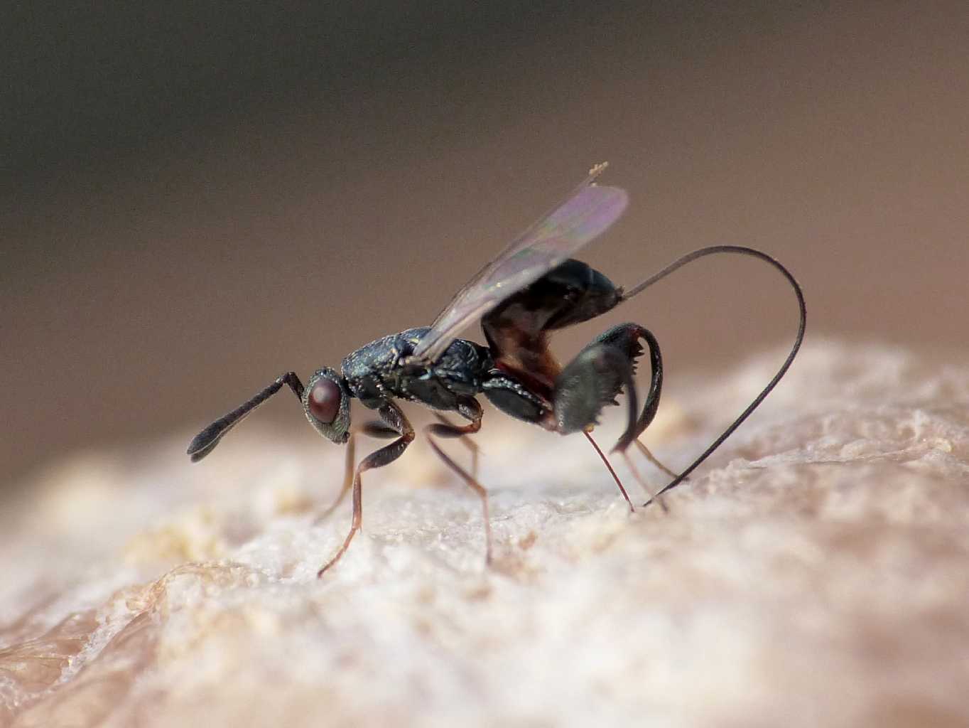 Saccheggio di un''ooteca di mantide: Podagrion sp. -Torymidae